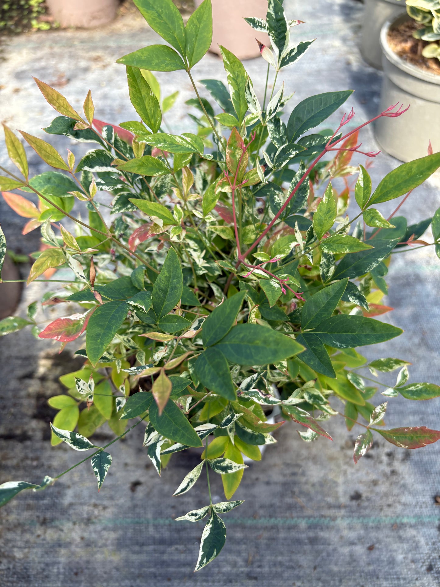 Nandina domestica 'Twilight'