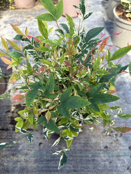 Nandina domestica 'Twilight'