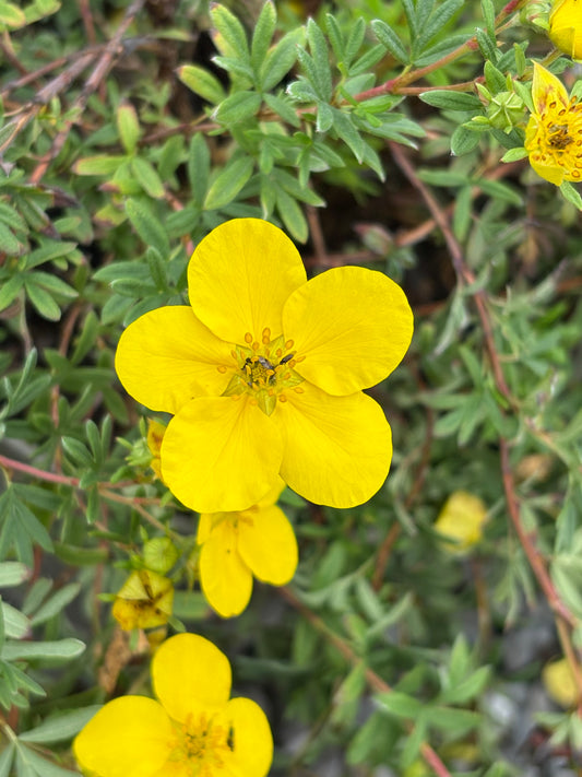 Potentilla fruticosa Goldfinger