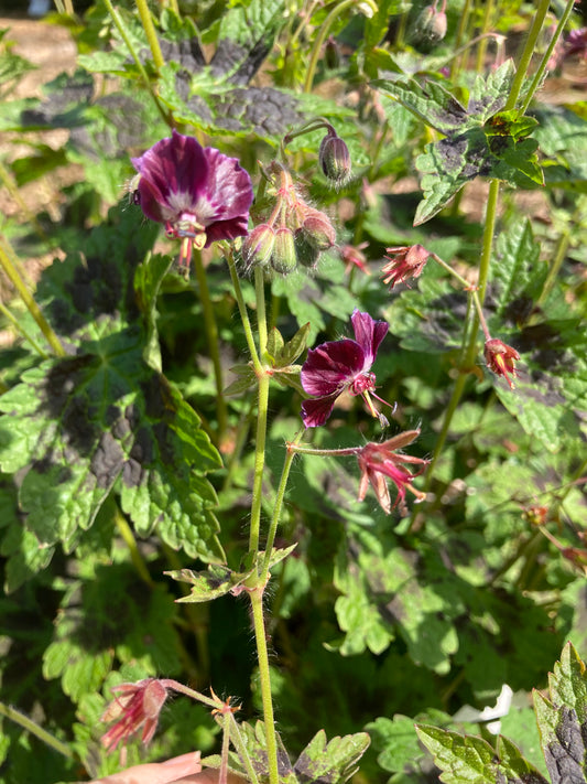 Geranium phaeum Samobor - Champion Plants