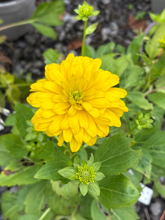 Rudbeckia laciniata 'Goldquelle'
