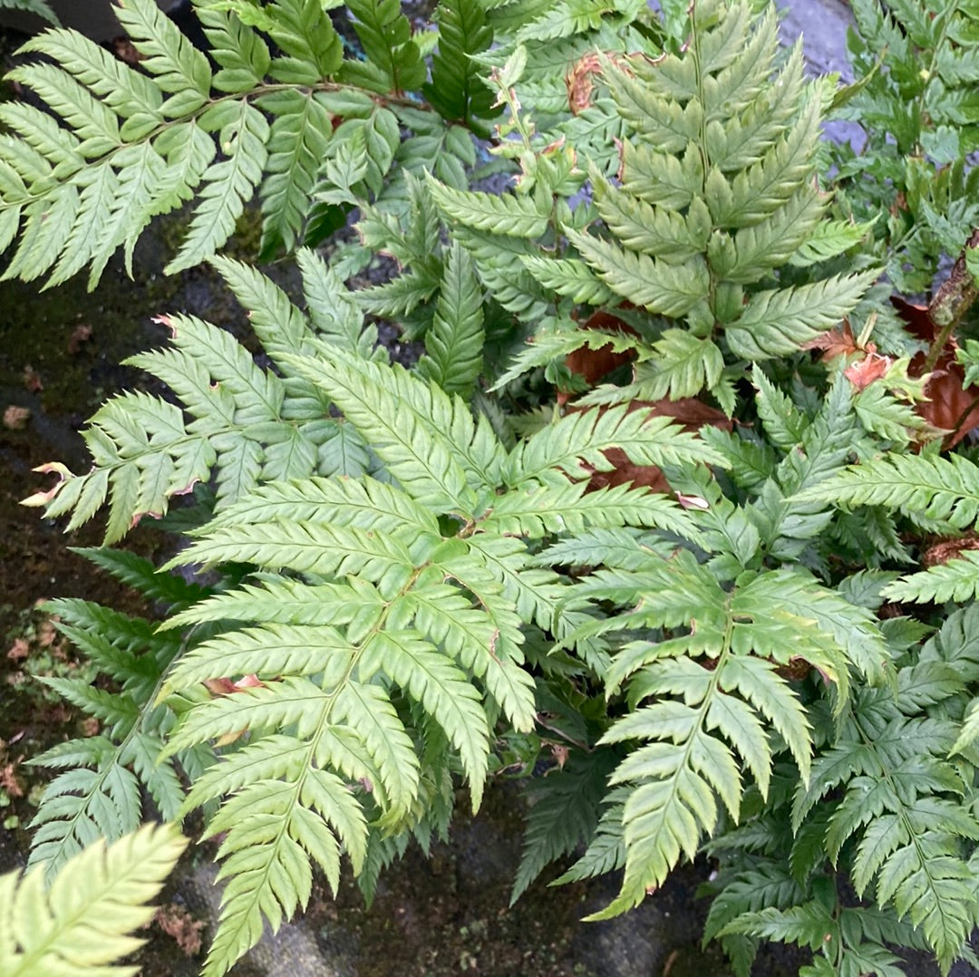 Polystichum rigens - Champion Plants