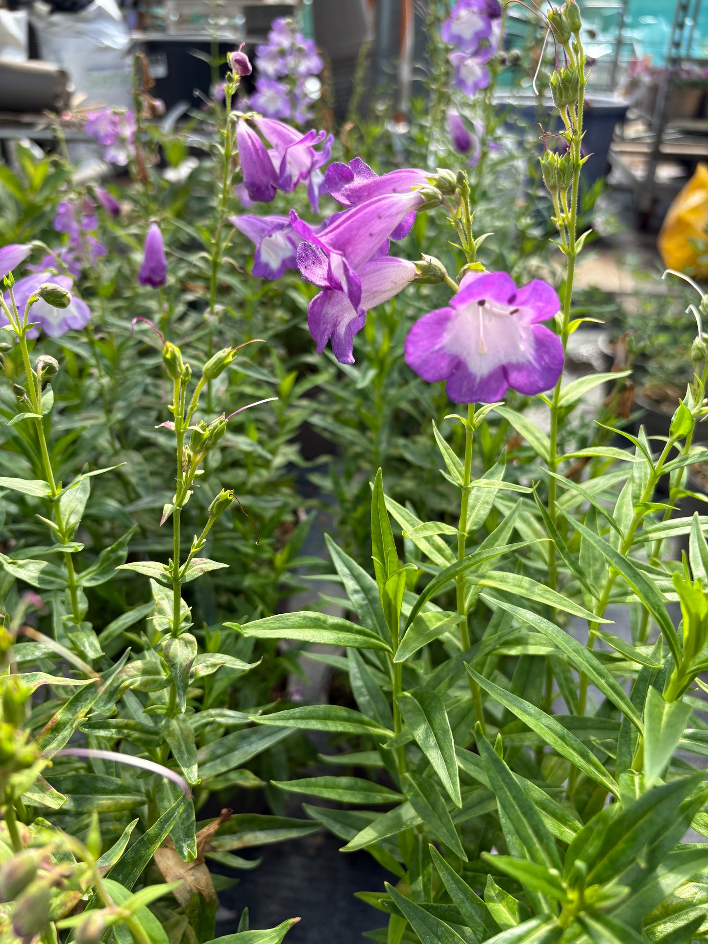 Penstemon Pensham Czar