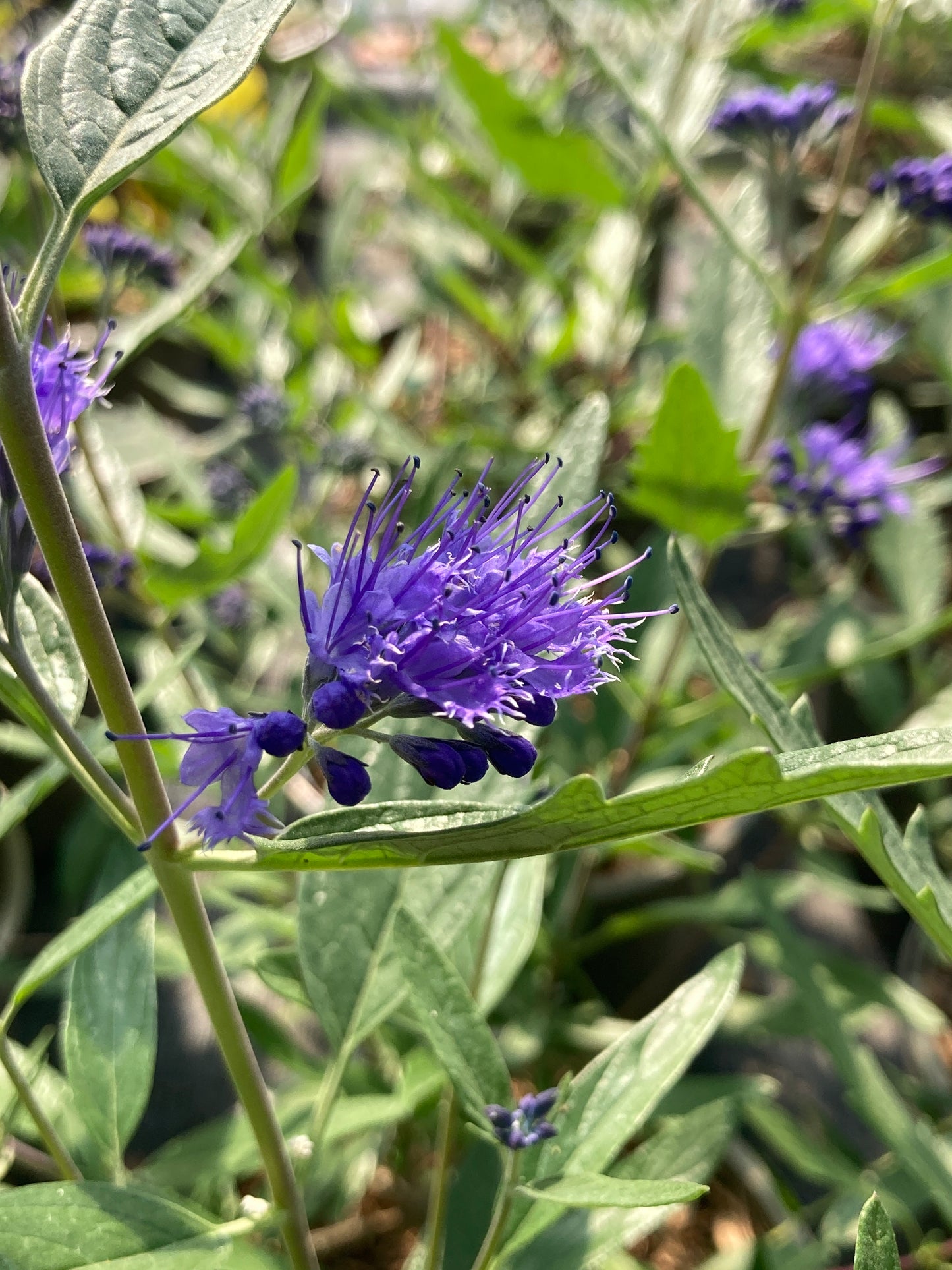 Caryopteris x cland. Heavenly Blue
