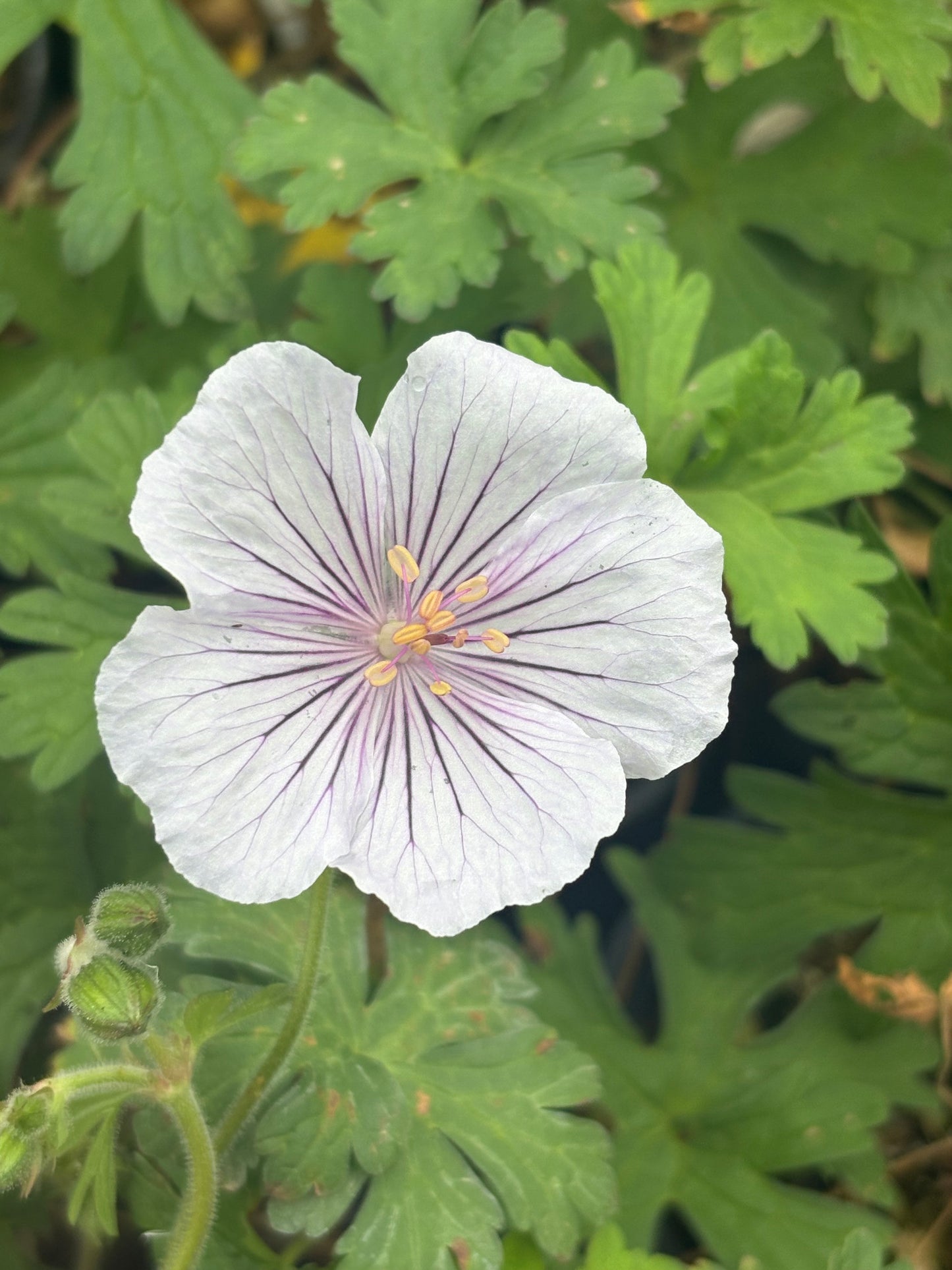 Geranium himalayense ‘Derrick Cook’