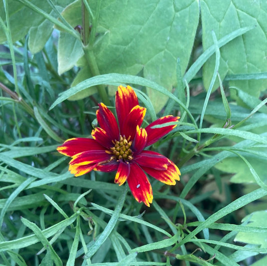 Coreopsis Ladybird