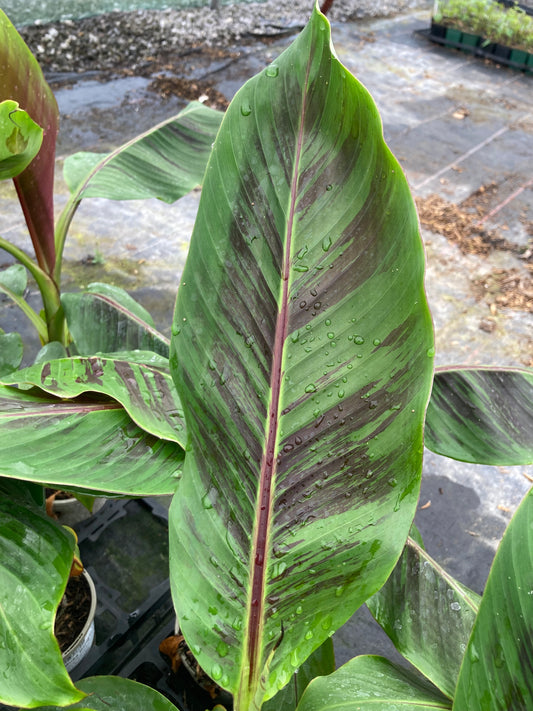 Musa sikkimensis Bengal Tiger (Darjeeling Banana)