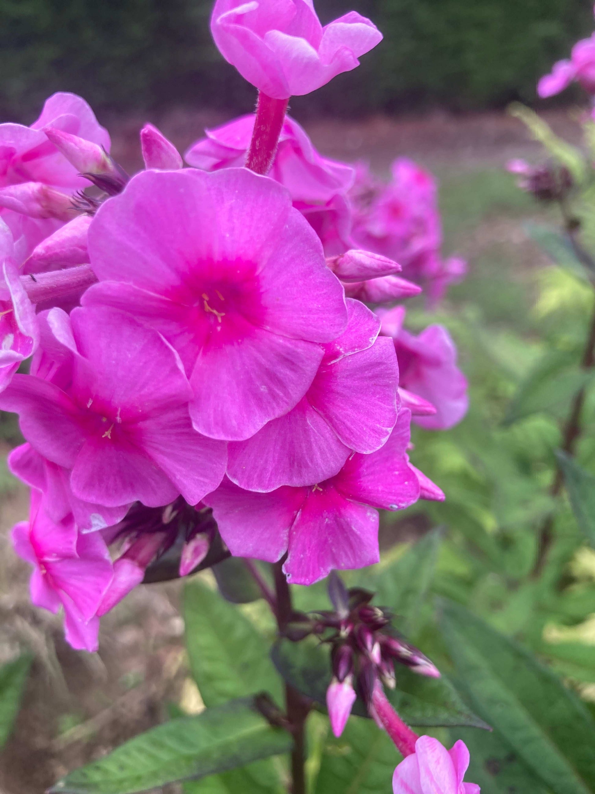 Phlox Eva Cullum - AGM