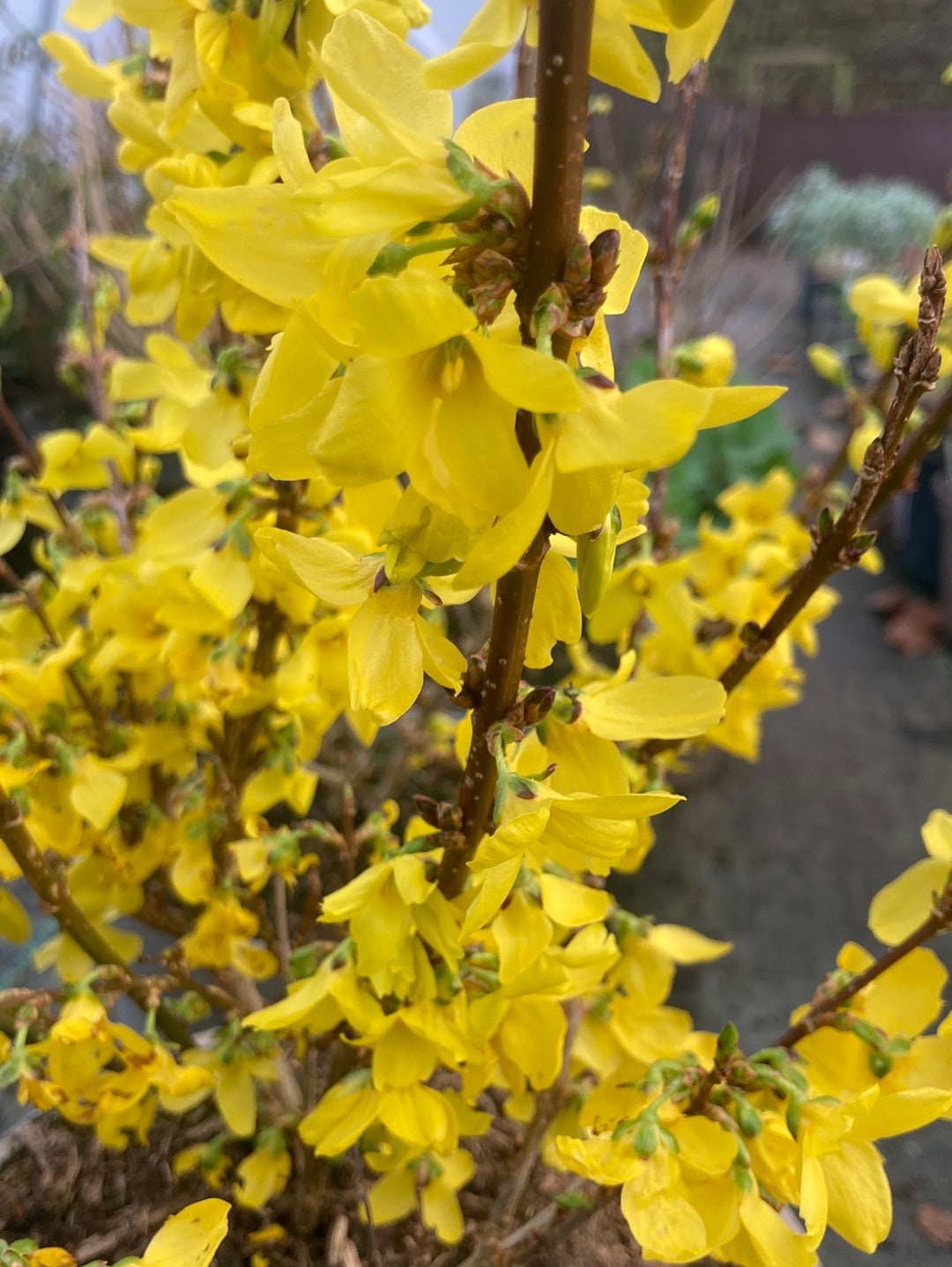 Forsythia × intermedia Weekend - Champion Plants