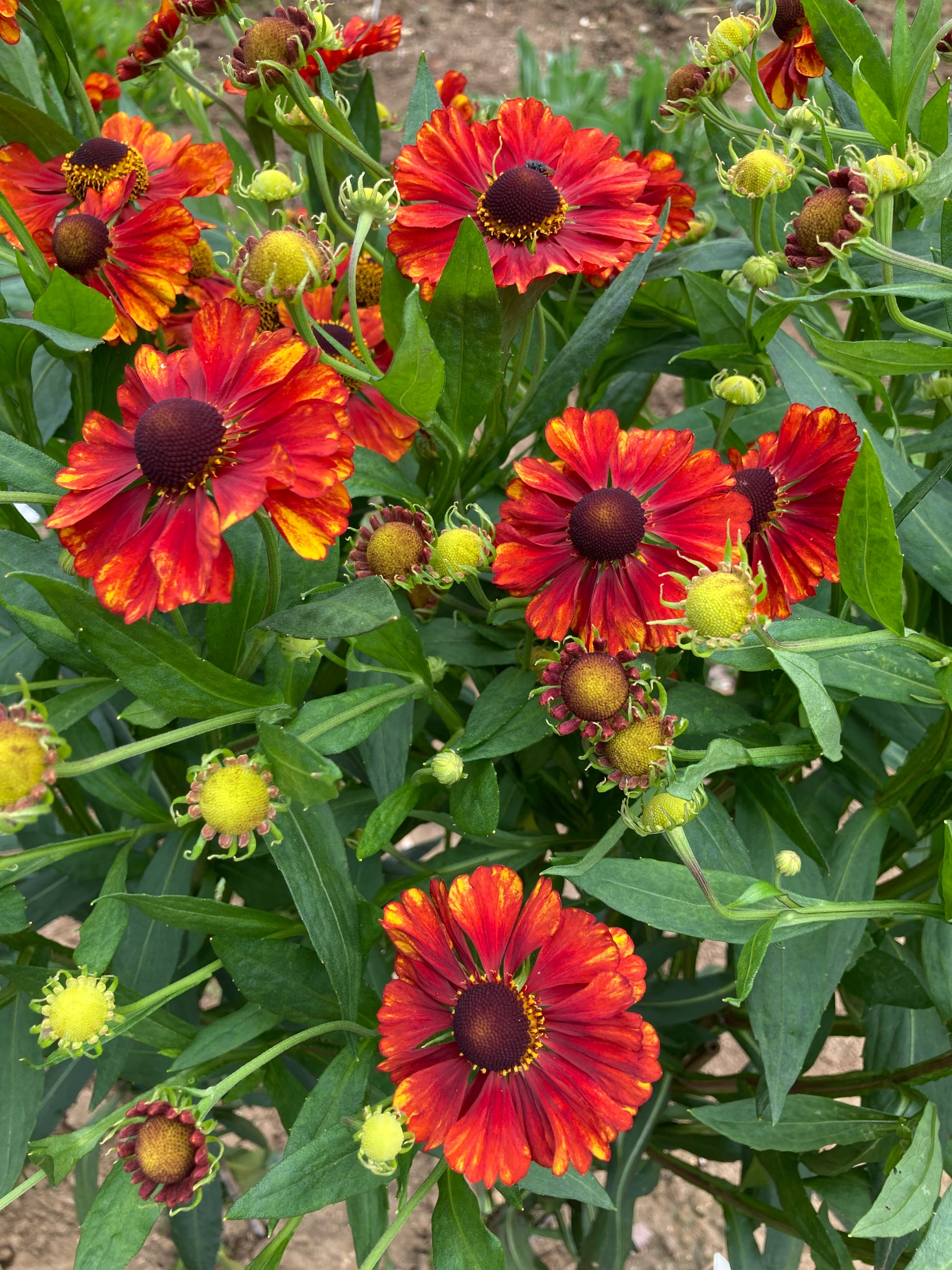 Helenium 'Chelsey' – Champion Plants