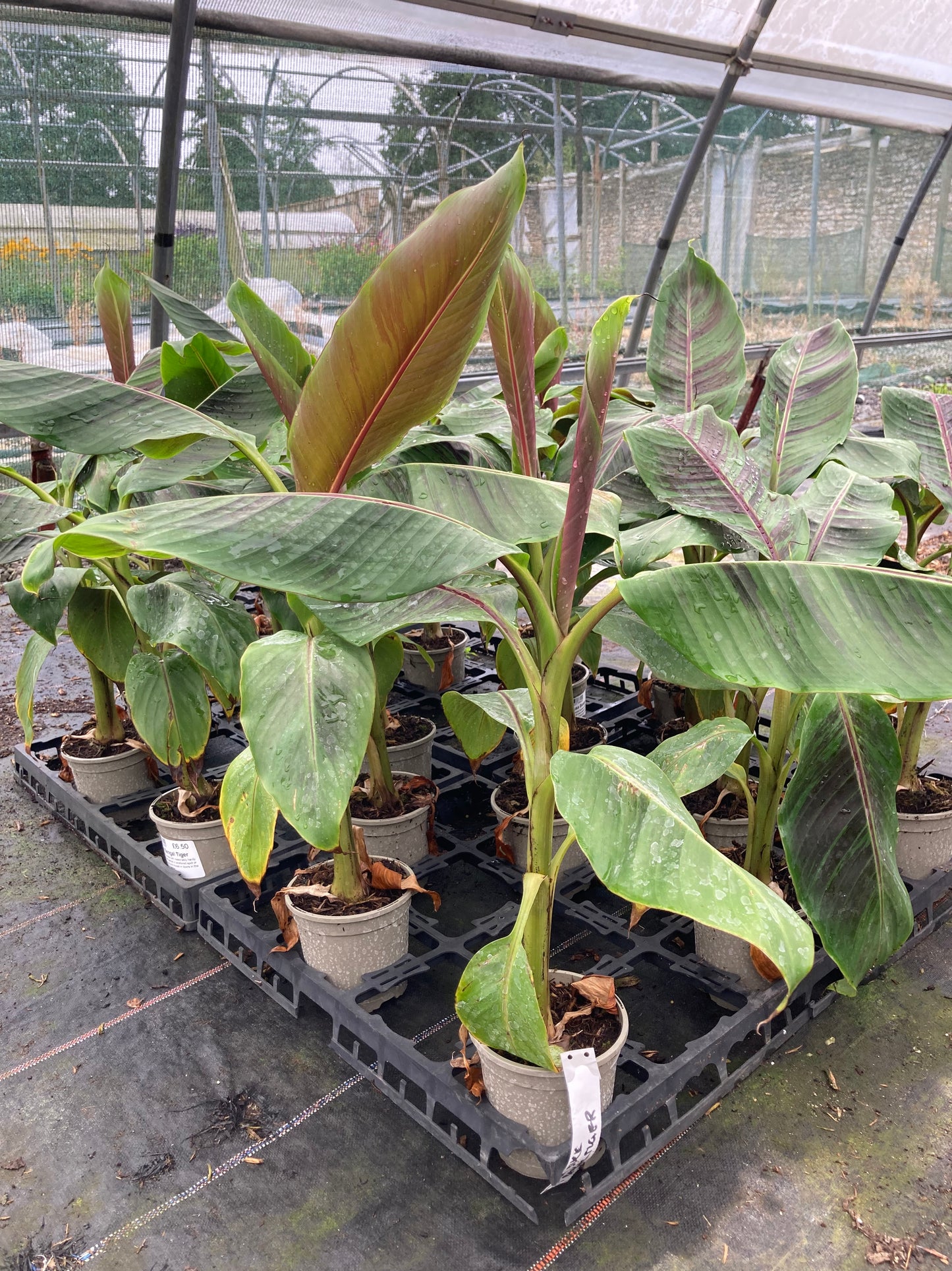 Musa sikkimensis Bengal Tiger (Darjeeling Banana)