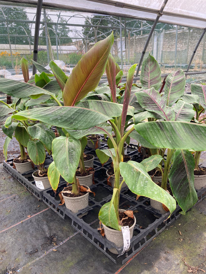 Musa sikkimensis Bengal Tiger (Darjeeling Banana)