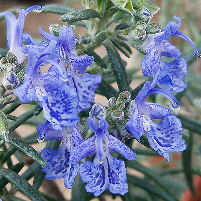 Rosmarinus officinalis Blue Lagoon - Champion Plants