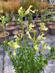 Salvia x jemensis Lemon Light
