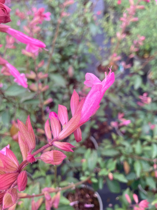 Salvia 'Kisses and Wishes'