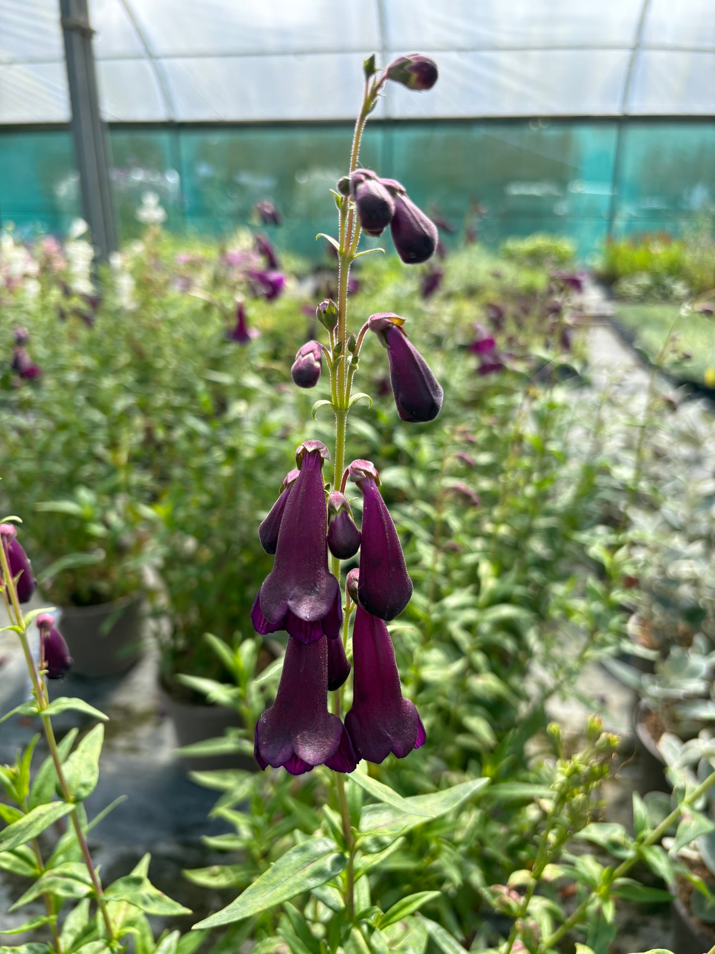 Penstemon Blackbird