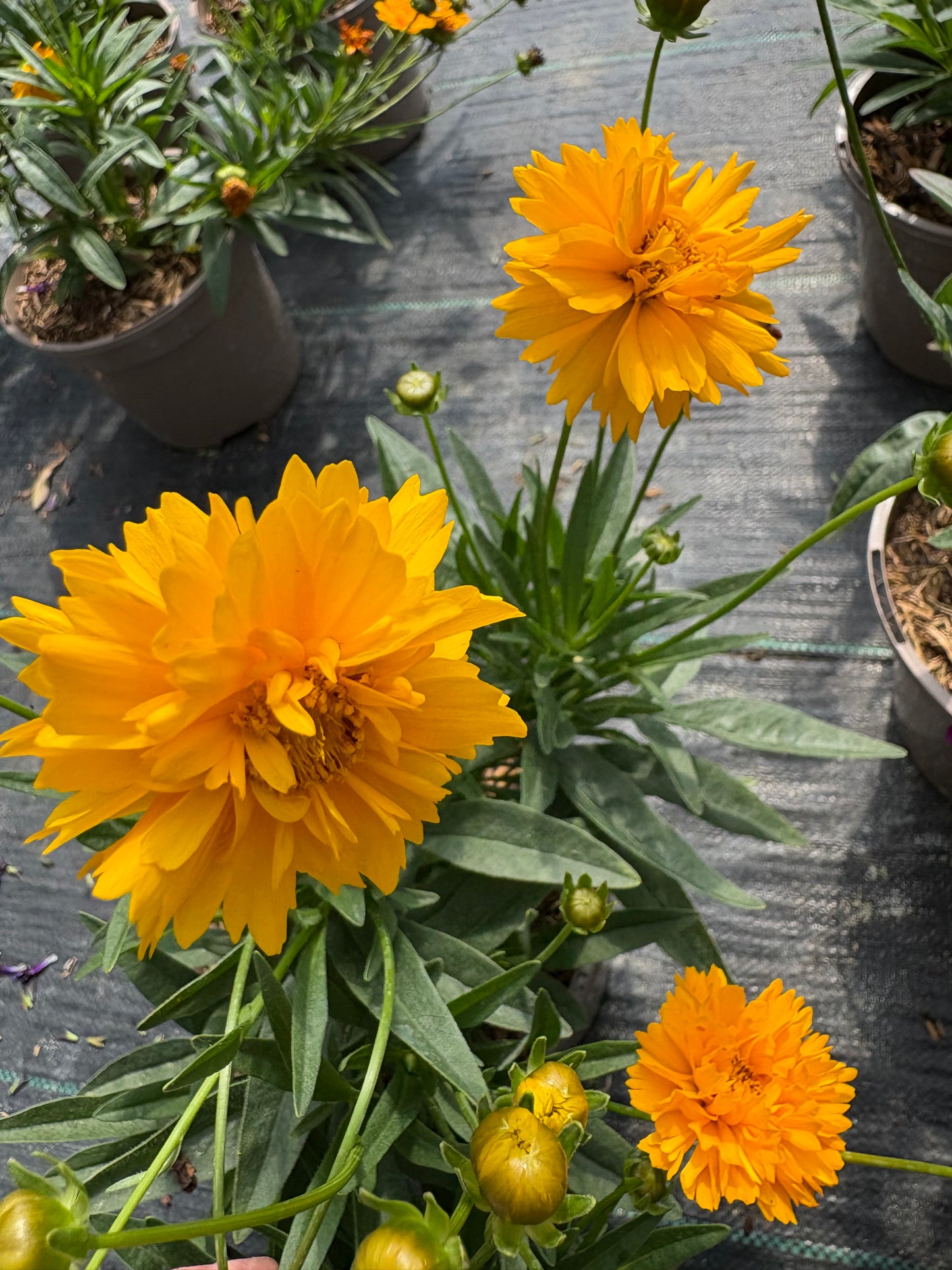 Coreopsis 'Golden Joy'