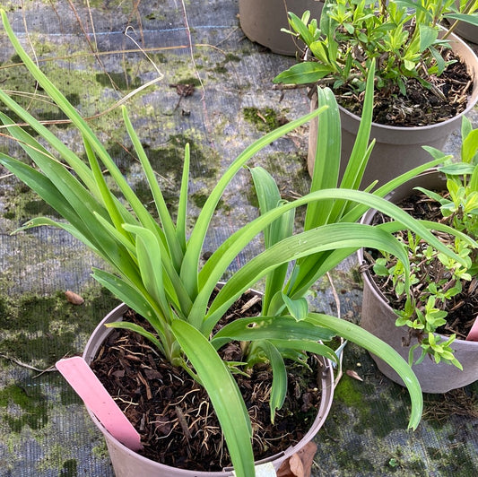 Hemerocallis Paradise Pink (Daylily) - Champion Plants