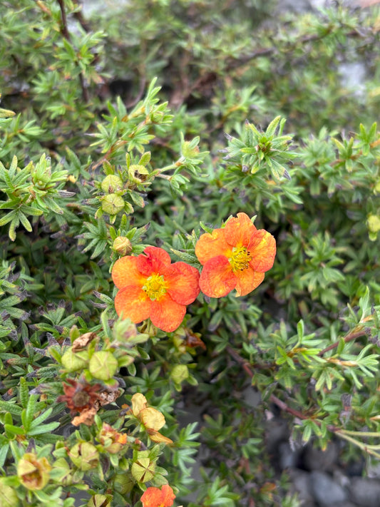 Potentilla fruticosa Marian Red Robin AGM