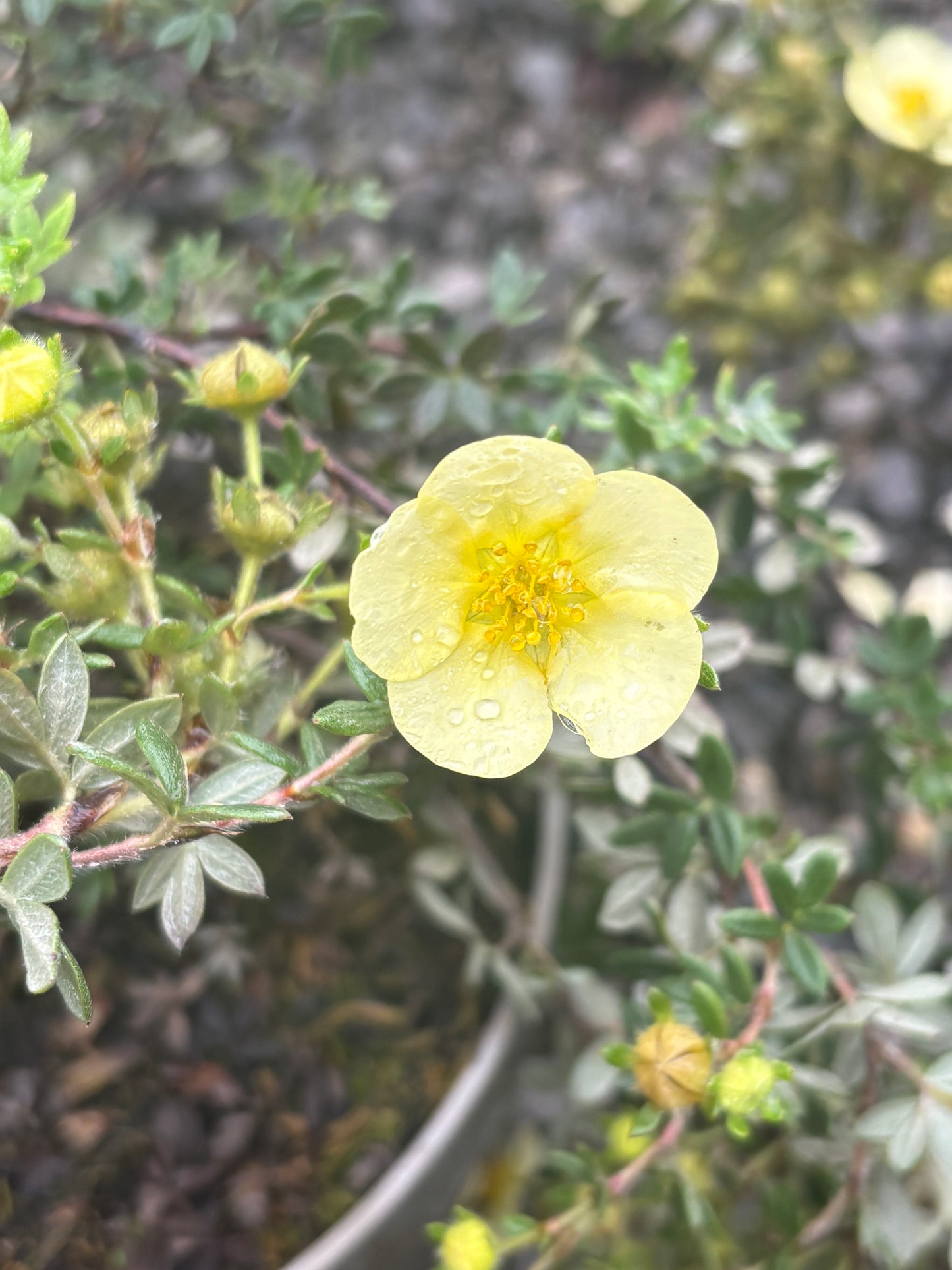 Potentilla fruticosa 'Primrose Beauty' AGM