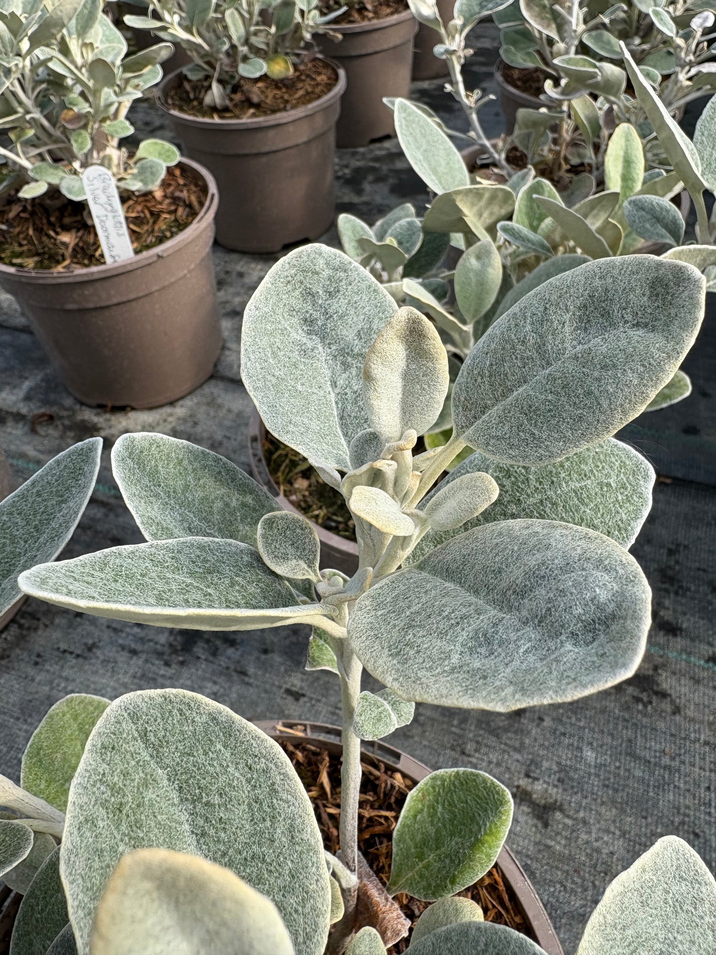Brachyglottis Walberton's Silver Dormouse AGM