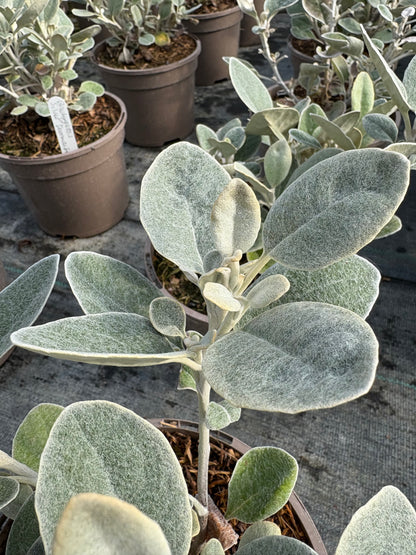 Brachyglottis Walberton's Silver Dormouse AGM