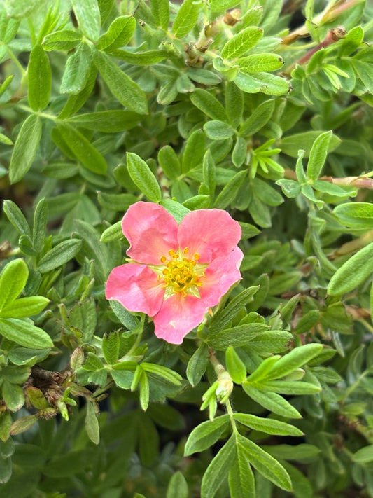 Potentilla fruticosa 'Pink Beauty' AGM