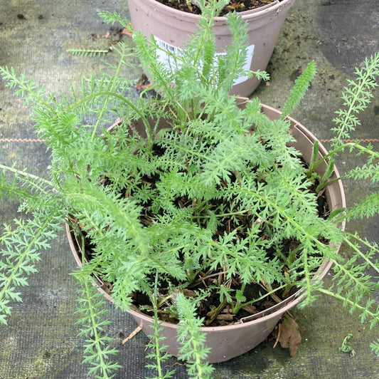 Achillea 'Inca Gold' - Champion Plants