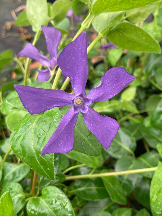 Vinca major Jason Hill - Champion Plants