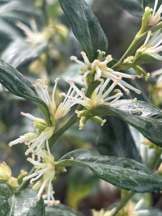 Sarcococca confusa - AGM