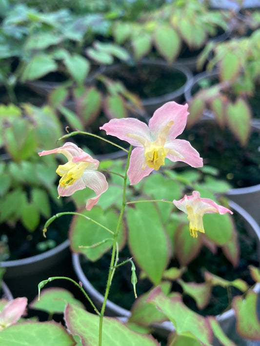 Epimedium × versicolor - Champion Plants