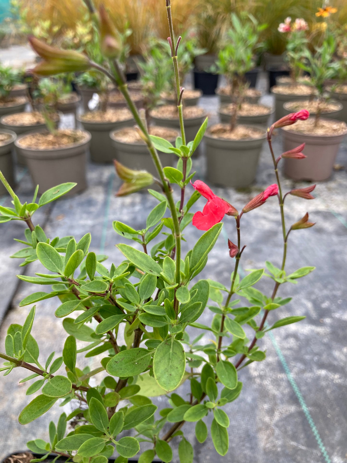 Salvia Peach Cobbler - Champion Plants