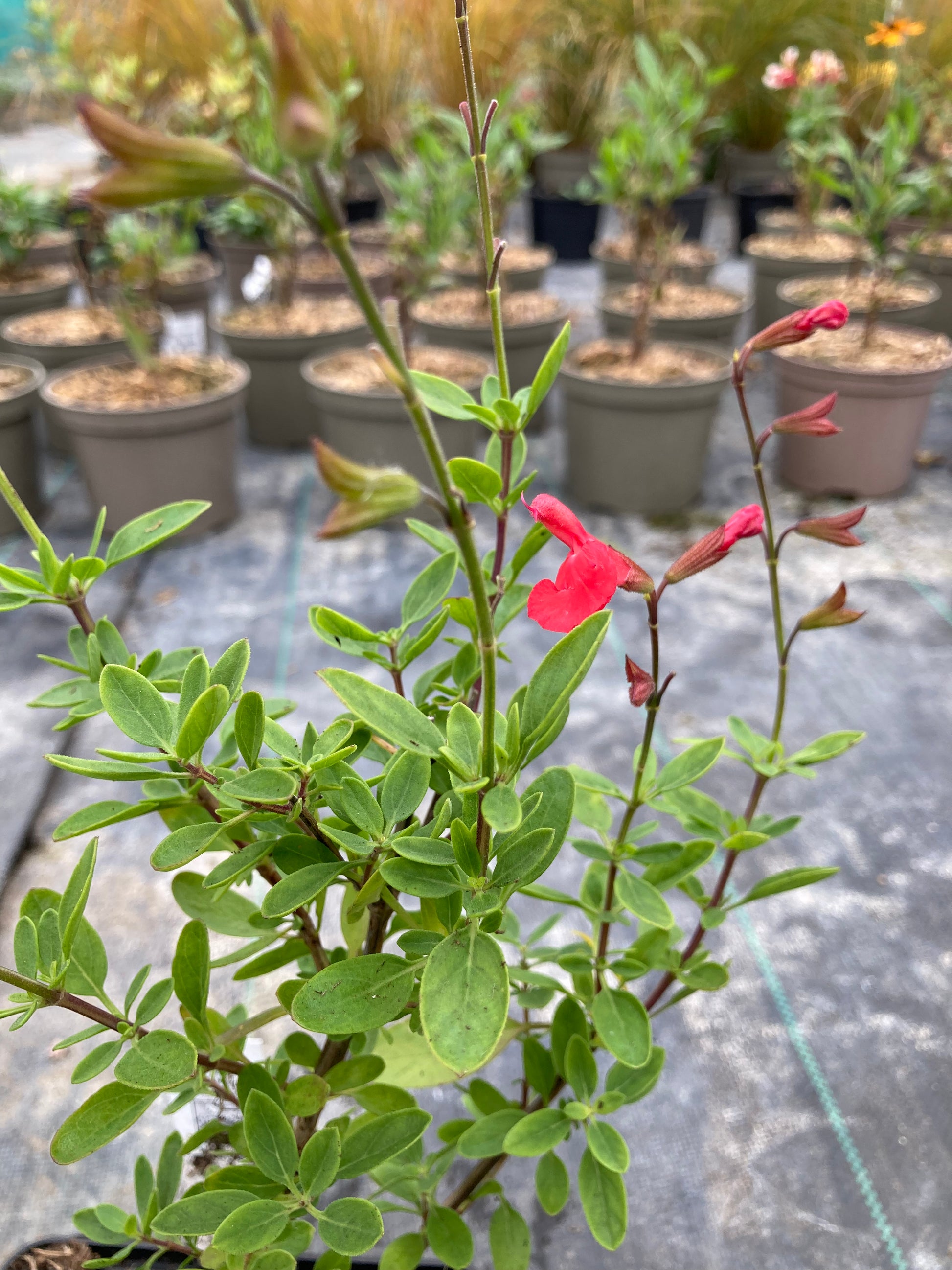 Salvia Peach Cobbler - Champion Plants