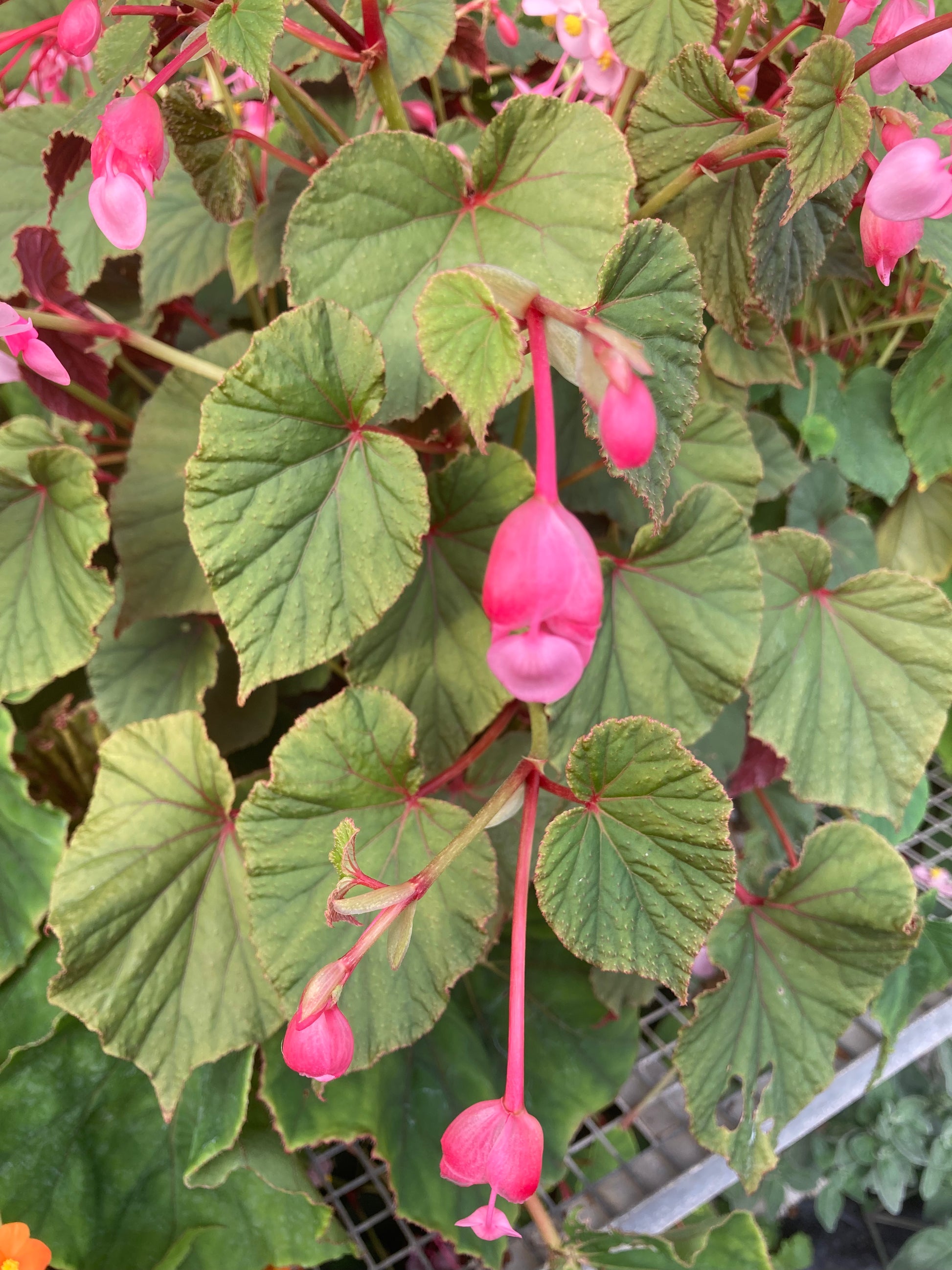 BUY Begonia Red Undies UK Nursery, Online Mail Order Plants Champion
