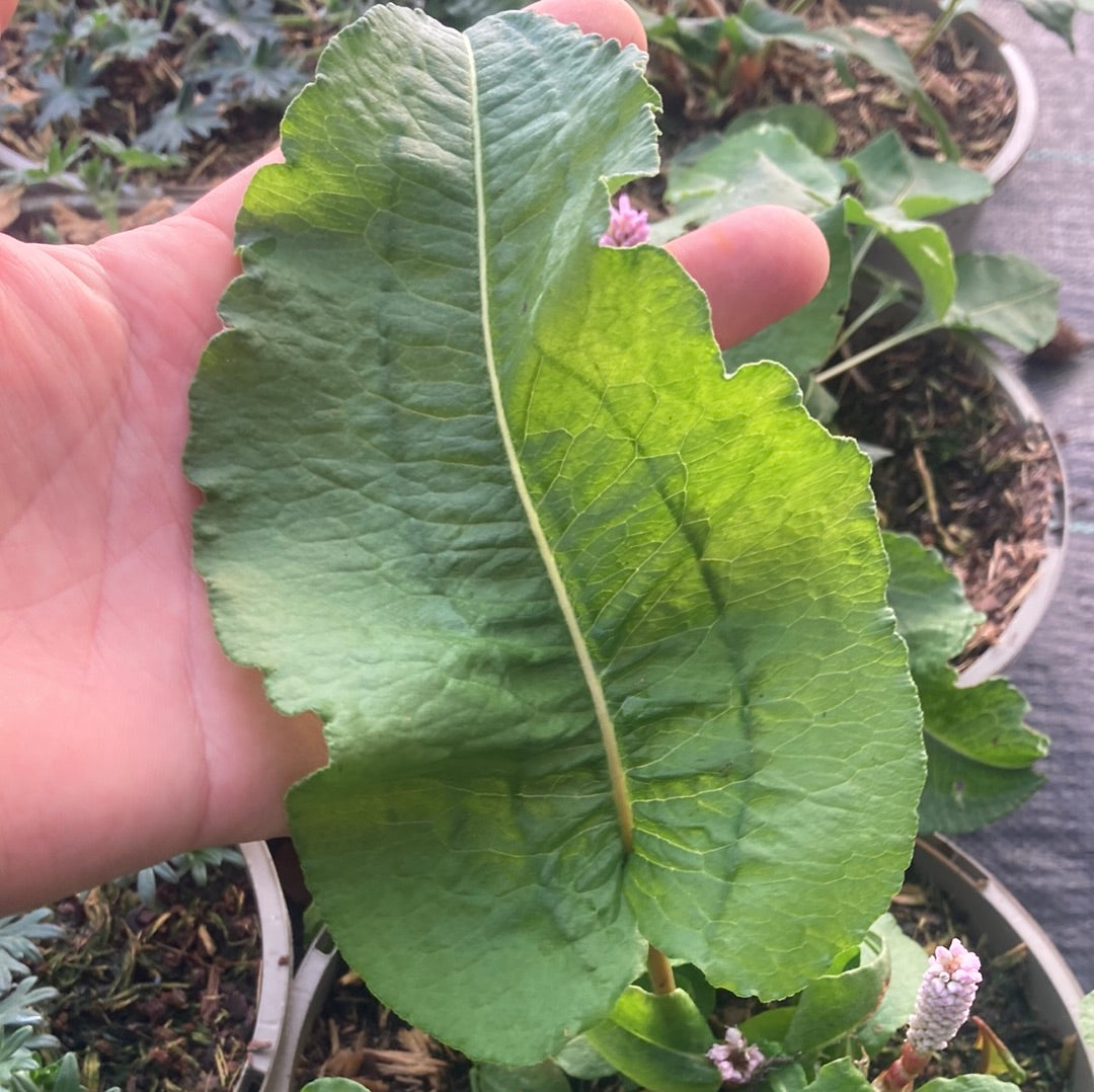 Persicaria bistorta Superba - AGM