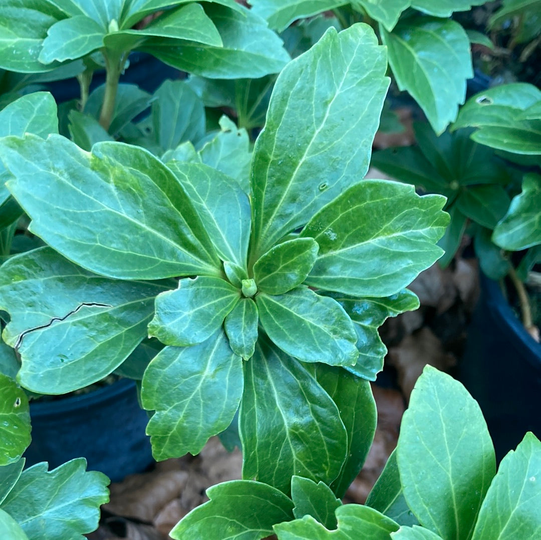 Pachysandra terminalis 'Green Carpet' - Champion Plants
