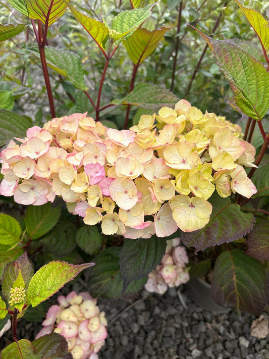 Hydrangea 'Preziosa' - AGM