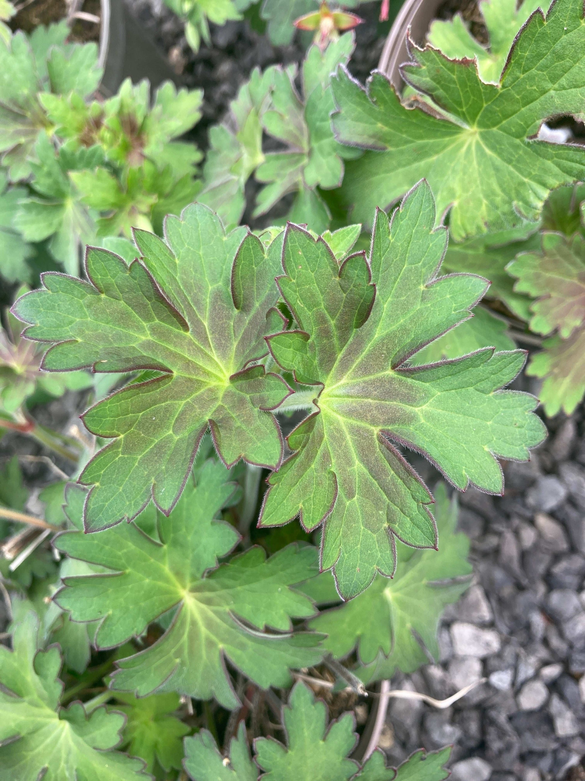 Geranium 'Lakwijk Star'