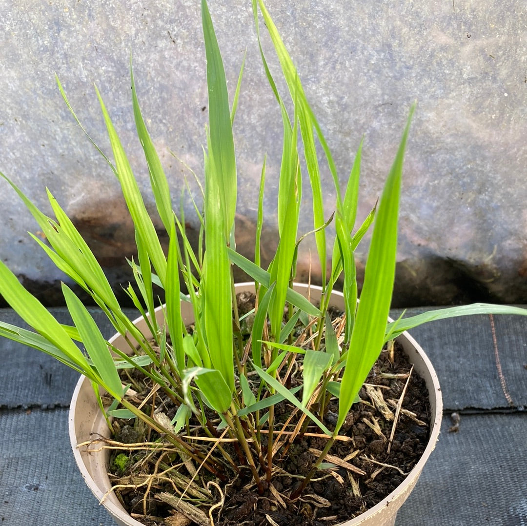 Hakonechloa macra AGM - Champion Plants