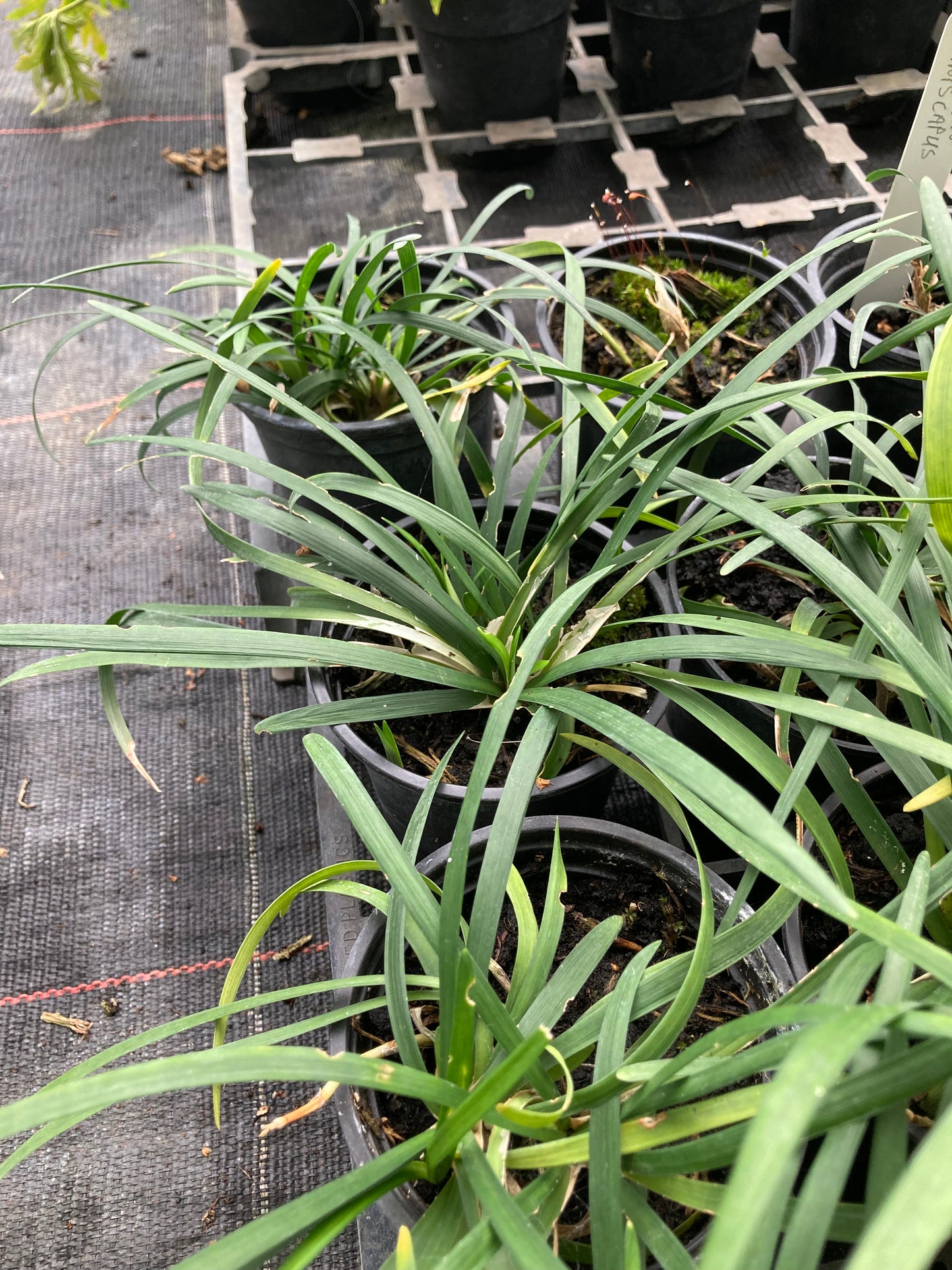 Ophiopogon planiscapus - Champion Plants