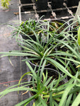 Ophiopogon planiscapus