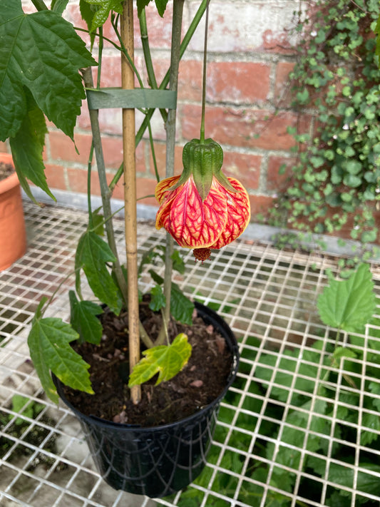 Abutilon 'Red Tiger' - Champion Plants