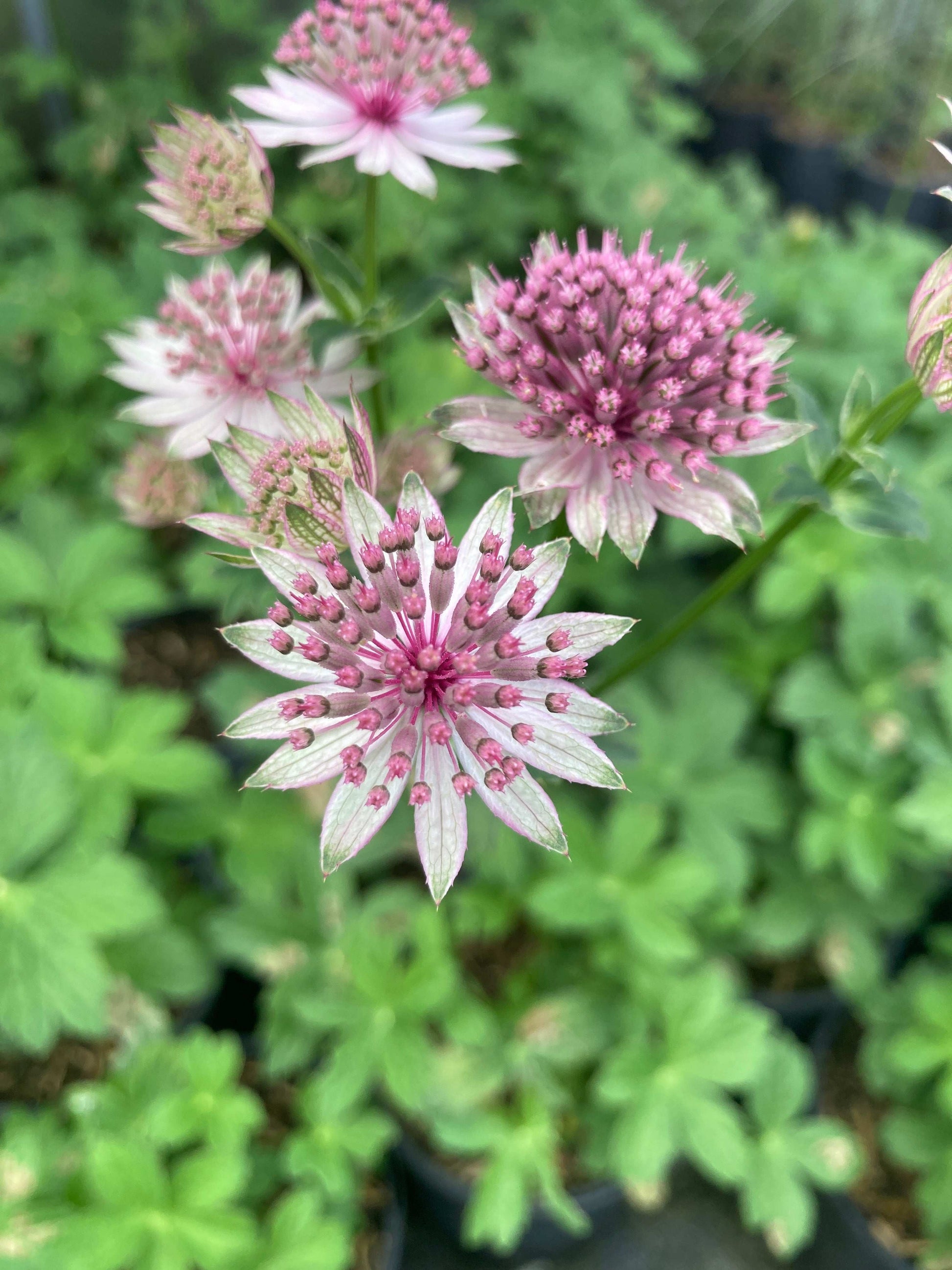 Astrantia major Roma