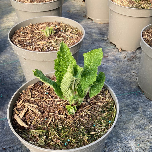 Salvia glutinosa - Champion Plants