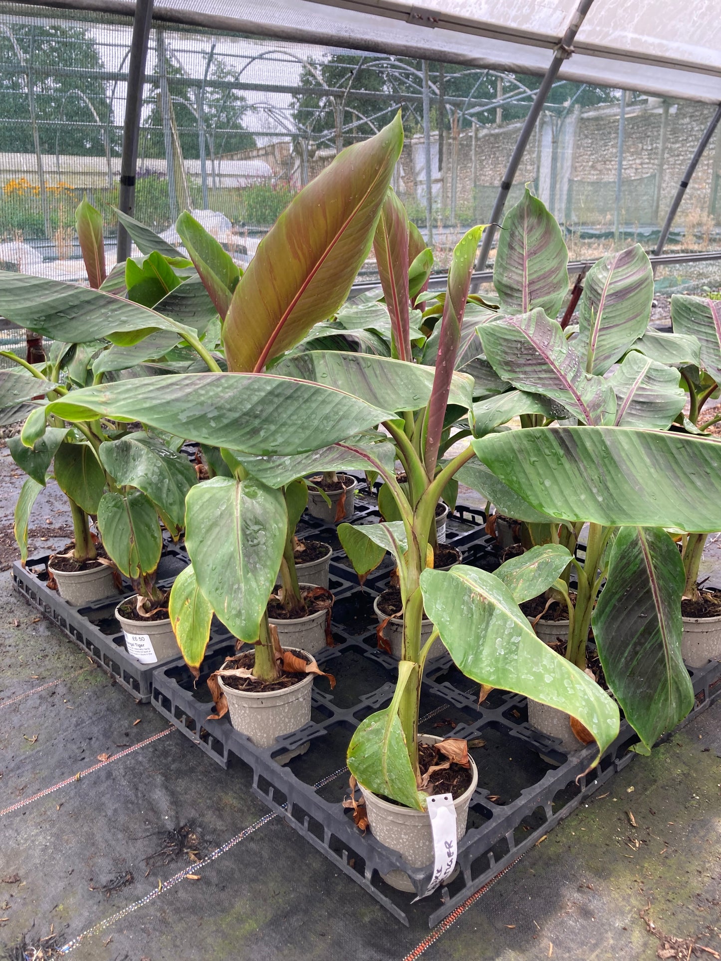 Musa sikkimensis Bengal Tiger (Darjeeling Banana)