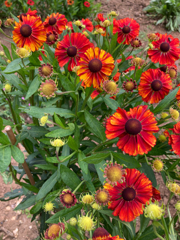 Helenium 'Chelsey'