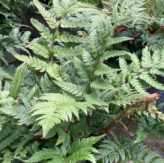 Polystichum rigens - Champion Plants