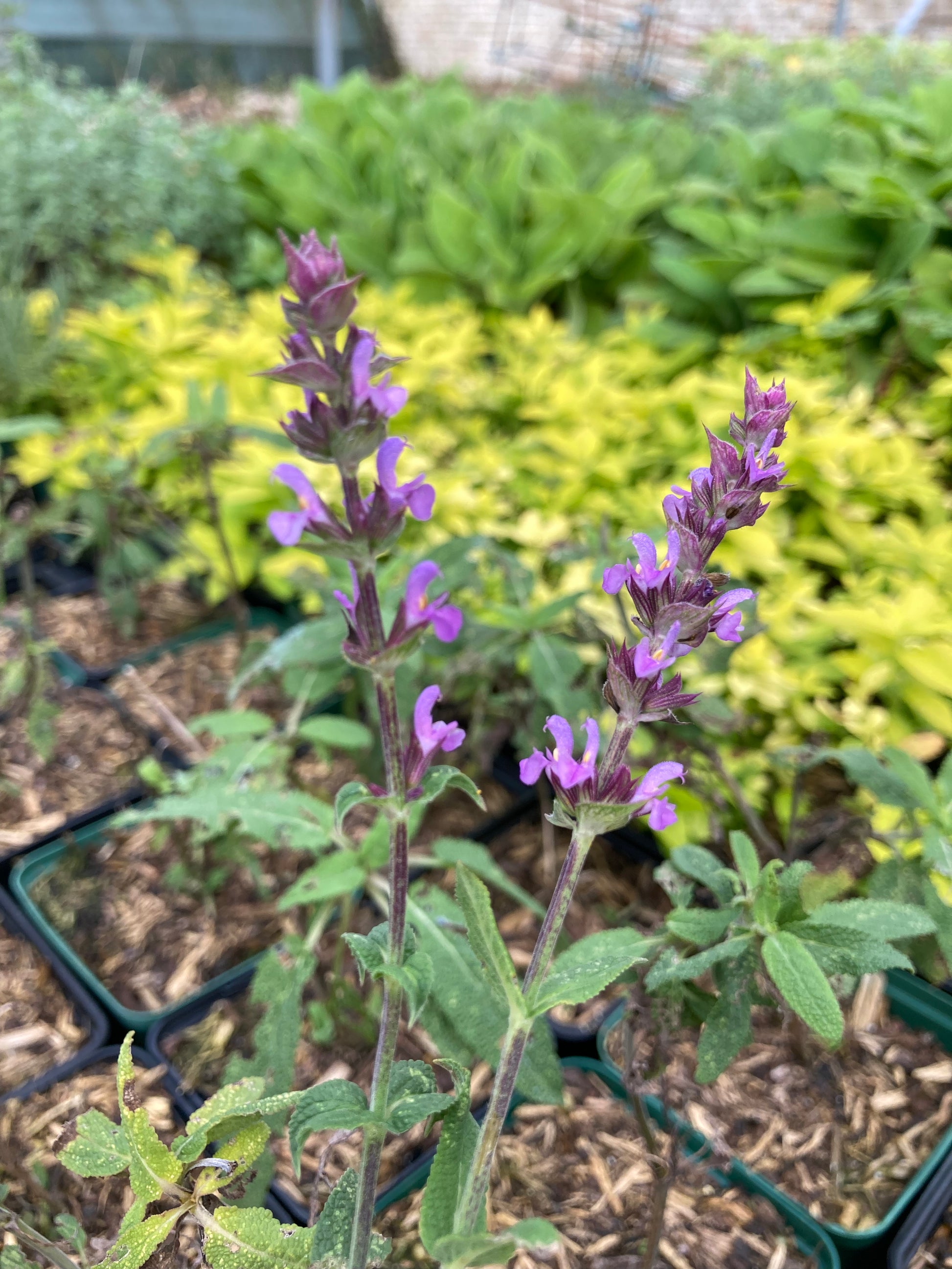 Salvia nemorosa Amethyst AGM - Champion Plants