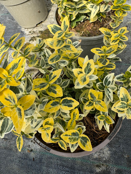 Euonymus Emerald n' Gold
