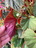 Begonia Red Undies